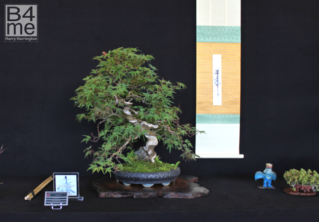 bonsai